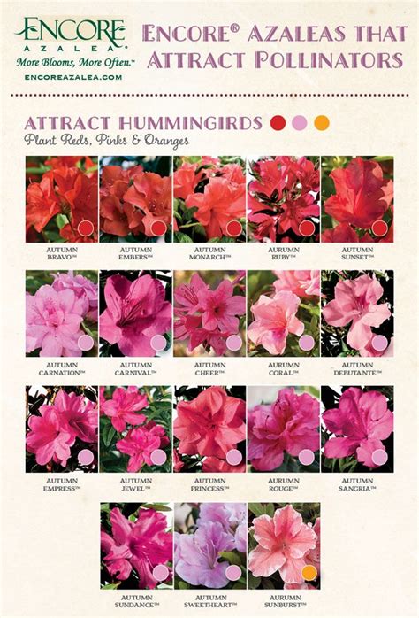 encore azelea|encore azalea color chart.